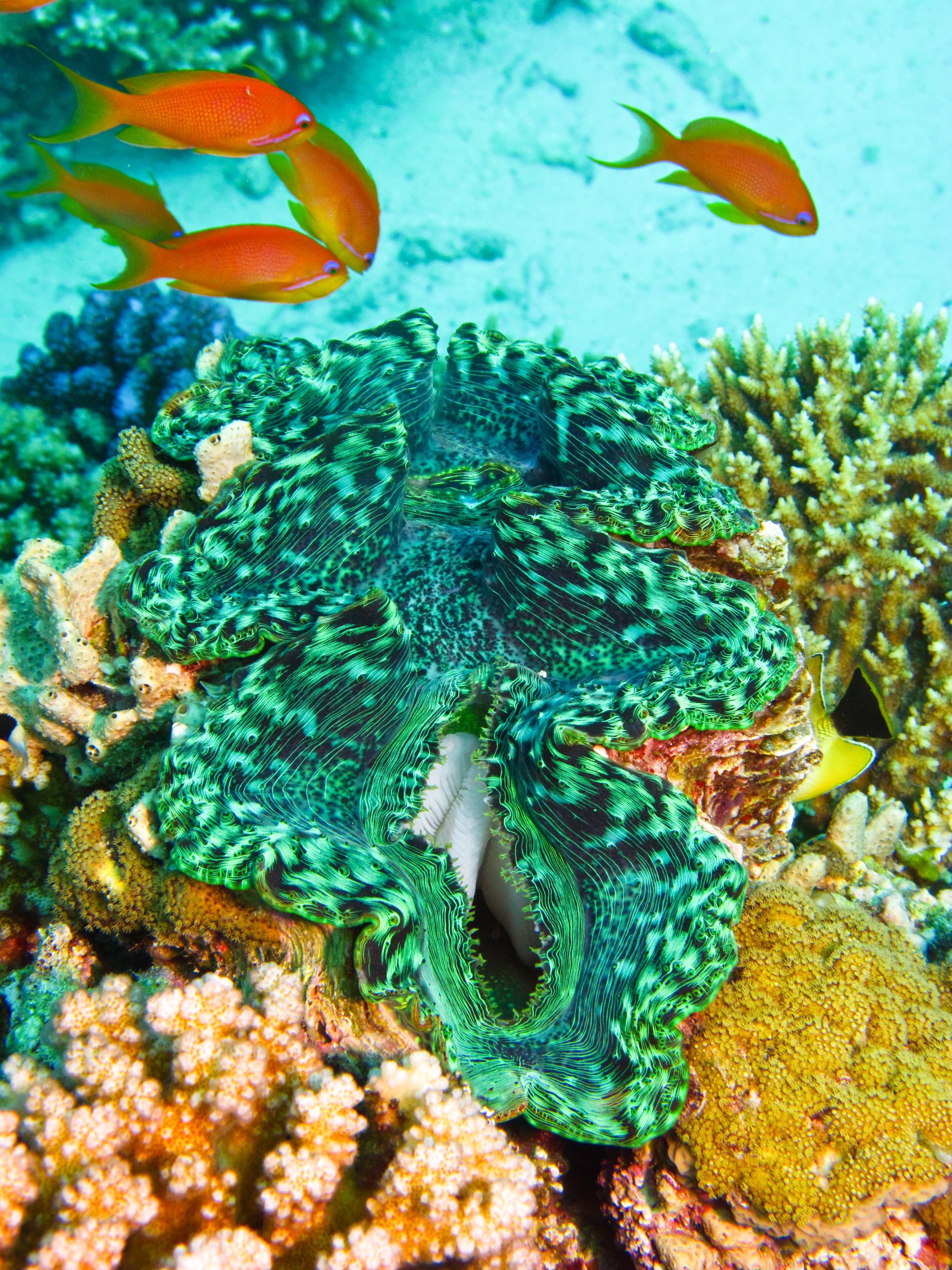 Giant Clam below Samui's House Reef